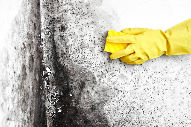 Professional Mold Removal in Hemlock, MI