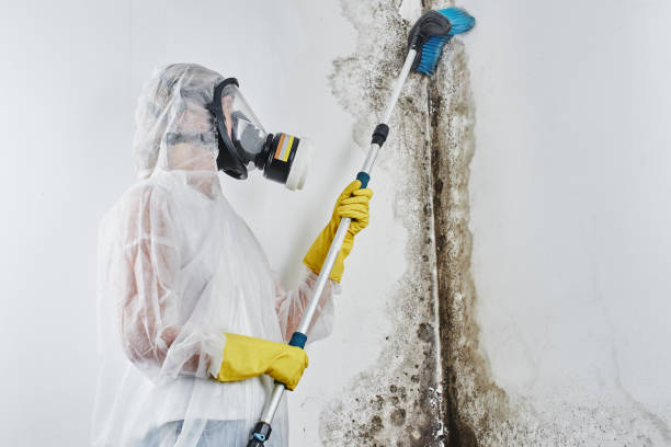 Best Commercial Mold Removal  in Hemlock, MI