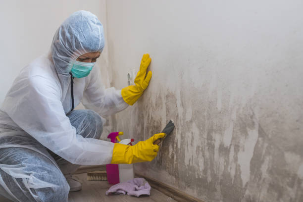 Best Fast Mold Removal  in Hemlock, MI