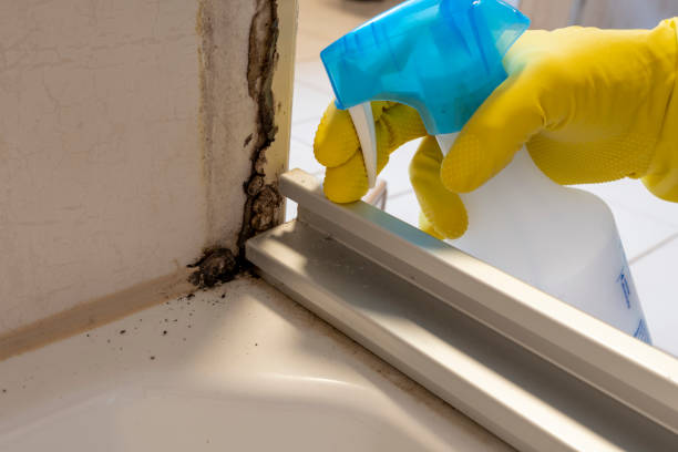 Best Same-Day Mold Removal  in Hemlock, MI