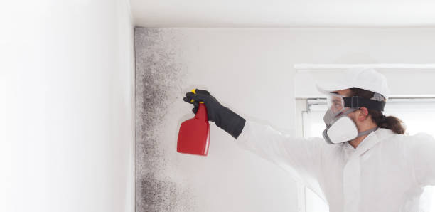 Best Mold Cleaning Services  in Hemlock, MI