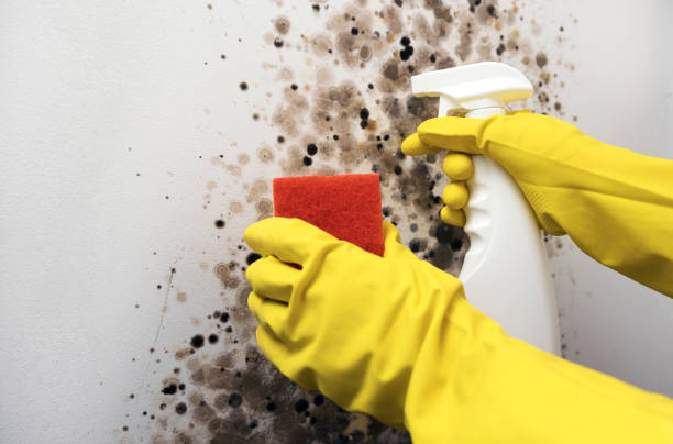 Mold Removal Process in Hemlock, MI