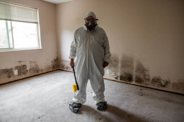 Best Professional Mold Removal  in Hemlock, MI