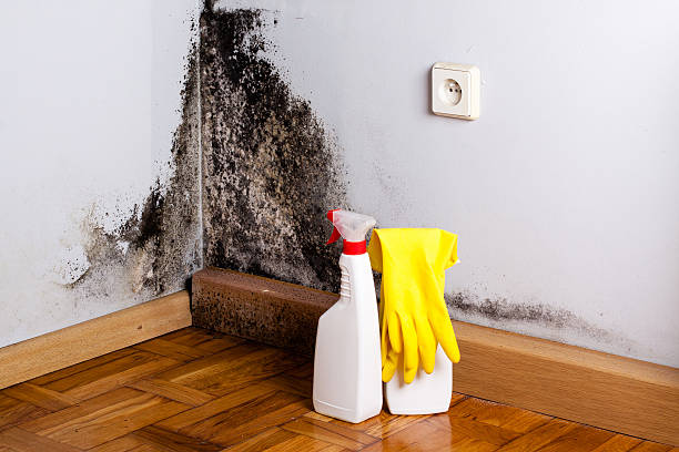 Best Mold Removal Company Near Me  in Hemlock, MI