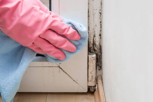 Best Mold Removal Company Near Me  in Hemlock, MI