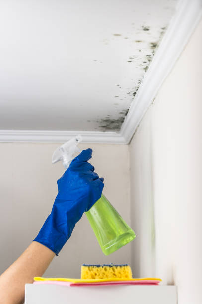 Best Black Mold Removal  in Hemlock, MI